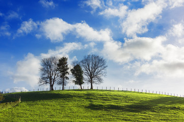 Fototapeta na wymiar trees on a hill