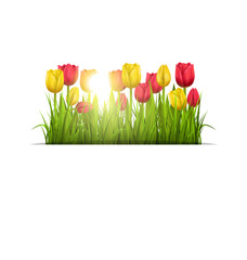 Green grass lawn with yellow and red tulips and sunlight isolate