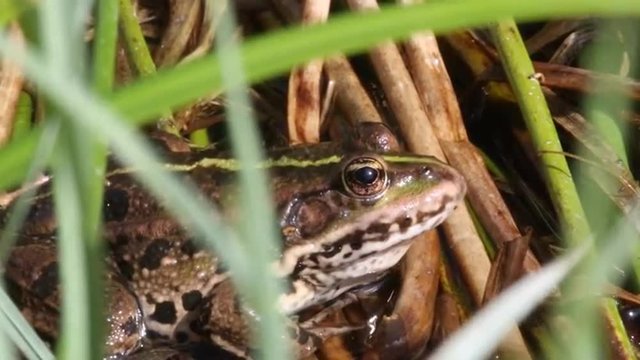 Frosch