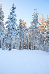 Snowy forest at winter