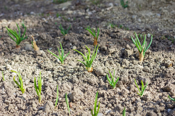 Frühlingszwiebel im Garten