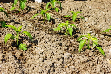 Peperonipflanze wächst