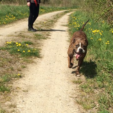 Lotti Hund im Anflug