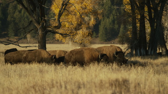 Wide panning shot of bison grazing in field / Grand Teton National Park, Wyoming, United States