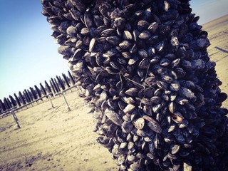 moules
