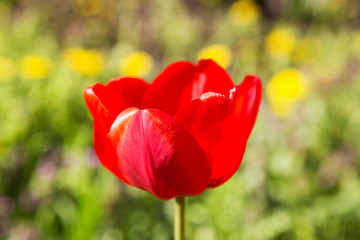 Fototapeta premium Blooming red tulip in the spring