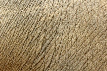 Image of elephant skin background