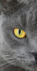 Naklejka na ściany i meble British shorthair cat detail (British Blue cat)
