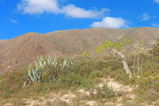 Ouest alg&eacute;rien