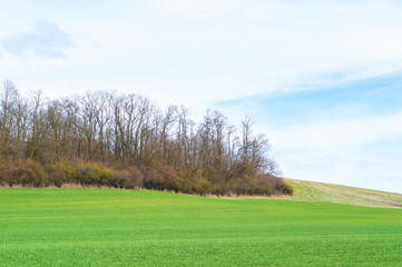 Field with young crops, landscape agricultural background