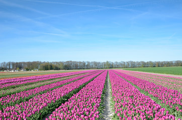 Tulips flowers in the middle of the tulips field oagainst the sk