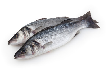 Seabass isolated on white background with clipping path