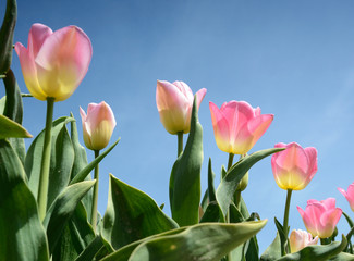 Beautiful flowers tulips against the sky (relaxation, meditation