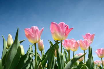 Beautiful flowers tulips against the sky (relaxation, meditation