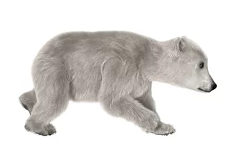 Foto op Canvas Polar Bear Cub © photosvac