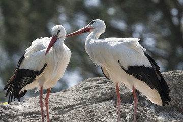 storks in the farn