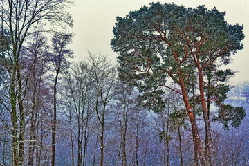Winter
