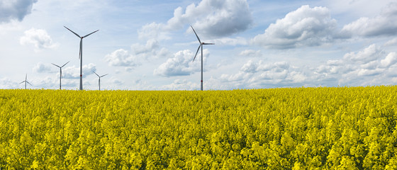 Rapsfeld (Biodiesel) vor Windmühlen