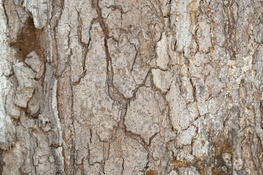 Swedish whitebeam, Sorbus intermedia bark texture