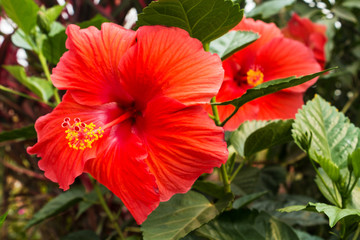 Chinesischer Roseneibisch © Digitalpress