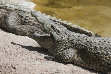 Crocodylia alligator Mississippi