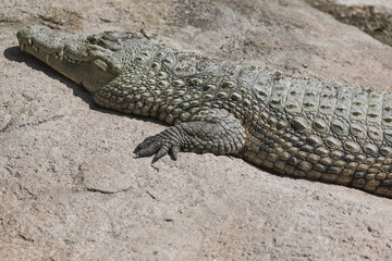 Crocodylia alligator Mississippi