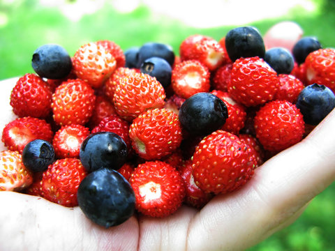 wild strawberry blueberry berries fruit dessert