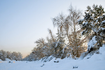 Fototapeta na wymiar winter sunset over snowy woodland