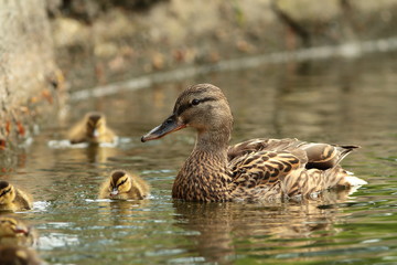 female mallard duck with offspring