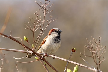 male house sparrow on twig