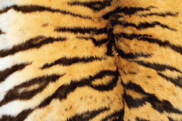 real tiger textured fur