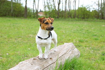 Ein Hund steht auf dem Baumast