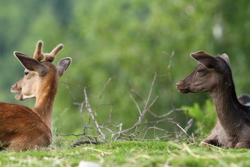 Naklejka na ściany i meble two fallow deers on meadow