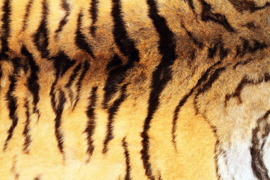 textured real tiger pelt