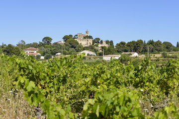 Fototapeta na wymiar vignoble, Saint Pons de Mauchiens, XIVe, Hérault