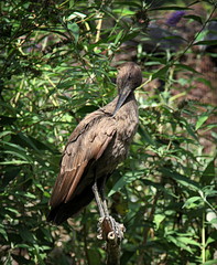 La sieste de l'ibis.
