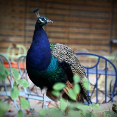 Quand le paon s'invite au jardin.