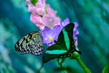 butterfly on flower