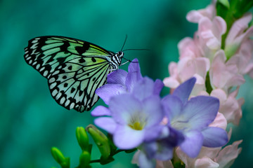 butterfly on flower