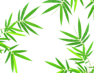 Green bamboo leaves on a white background