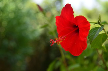 Fototapeta premium Hibiscus