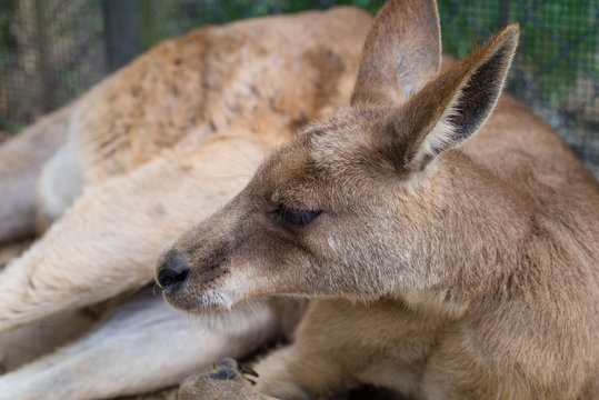 Relaxing Kangaroo
