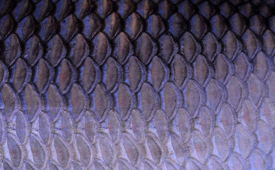 texture of fish scales © evegenesis