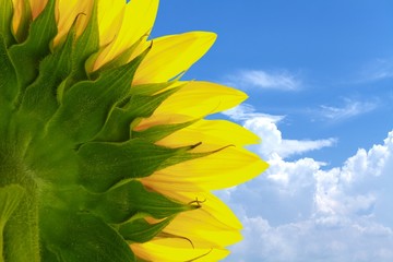 Sunflower, Sun, Single Flower.
