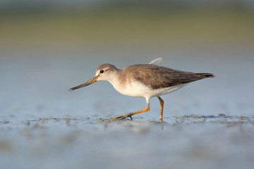 Terek sandpiper