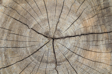 Texture of the wood from the trees
