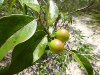 Unreife Camu Camu Früchte (Myrciaria dubia) Amazonas