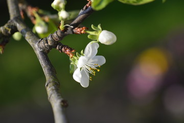 Blüte am Zwetschgenbaum