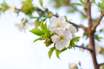 White spring flowers sweet cherry