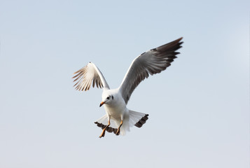 Fototapeta na wymiar Seagull flying among sky
